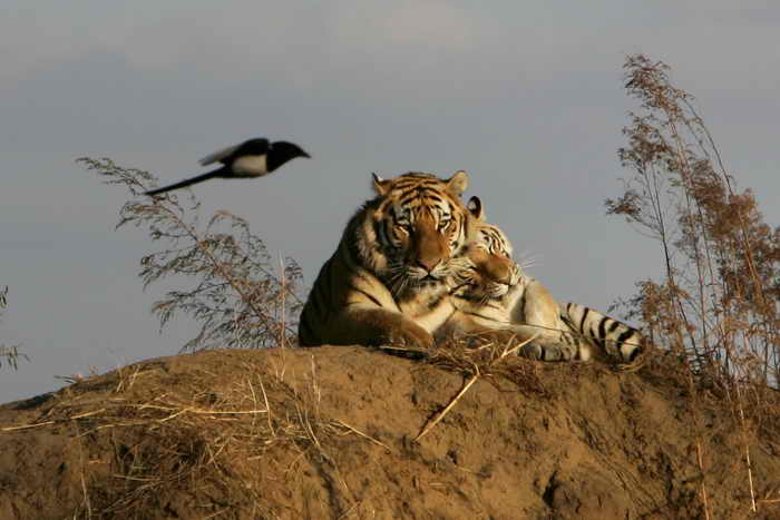 Сибирский тигр. Фото: Justin Sullivan/Getty Images
