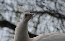 Белый павлин поселился в Московском зоопарке