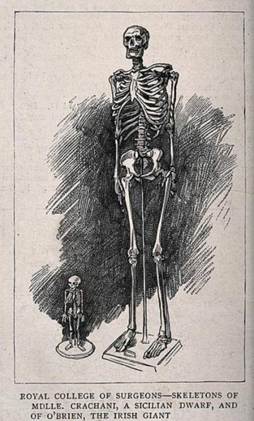 depicting-skeletons