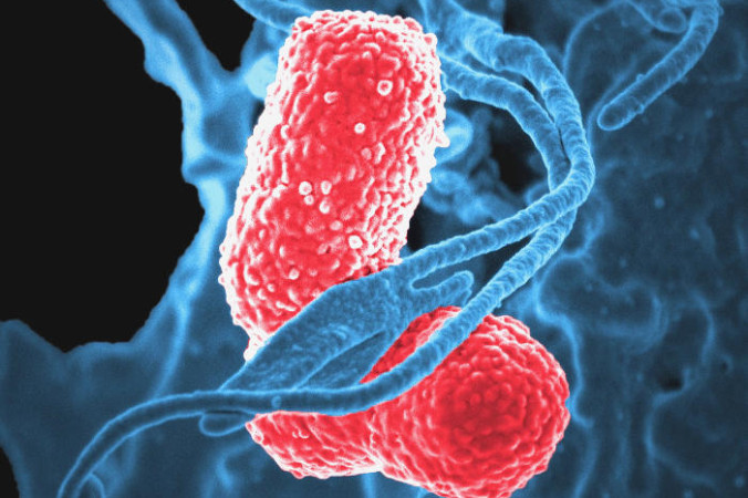 бактерии, микрофлора