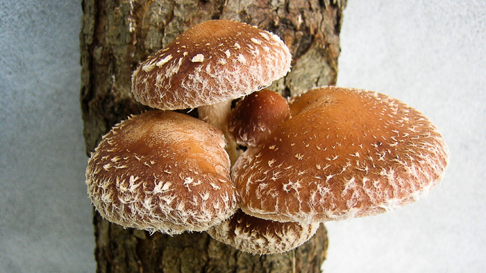 Почему грибы шиитаке полезны для вас