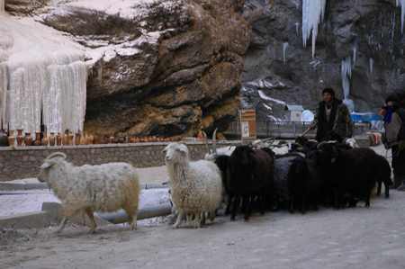 Стадо овец - местный колорит. Фото: Фарафонова Елена/Великая Эпоха