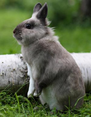 Кролик по имени Заяц