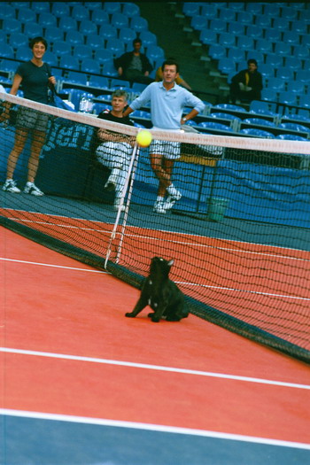 Кот – теннисист