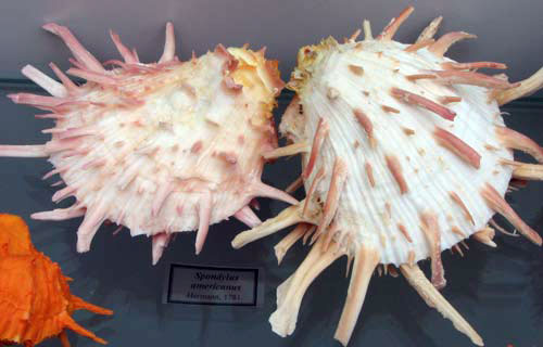 Фотообзор: Уникальная коллекция морских раковин