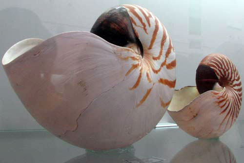 Фотообзор: Уникальная коллекция морских раковин