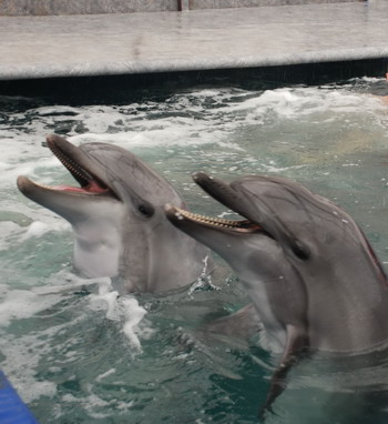 Фотообзор: Удивительные дельфины