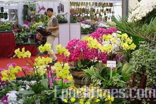 Фотообзор: В Тайване открылась выставка орхидей