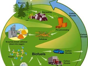 Одна из схем получения и использования биотоплива. Иллюстрация с сайта mixph.com