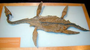 Обнаружен скелет ранее неизвестной древней рептилии