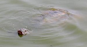 Во Вьетнаме нашли исчезнувшую гигантскую черепаху
