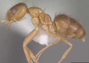 Объекты NASA под угрозой «бешеных муравьев», пожирающих компьютеры