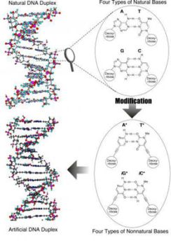 Ученые создали искусственную молекулу ДНК