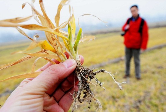 От засухи в Китае уже пострадало 96% озимой пшеницы всей страны. Фото: AFP PHOTO  