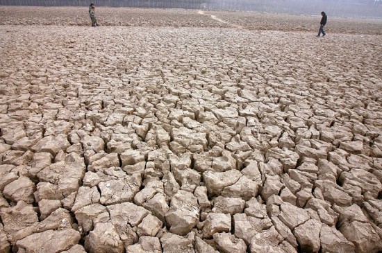 От засухи в Китае уже пострадало 96% озимой пшеницы всей страны. Фото: AFP PHOTO  