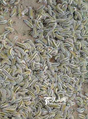 Волосатые гусеницы уже уничтожили растительность на около 5000 га земли в Синьцзяне. Фото   с epochtimes.com