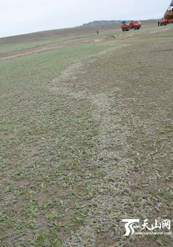 Волосатые гусеницы уже уничтожили растительность на около 5000 га земли в Синьцзяне. Фото   с epochtimes.com