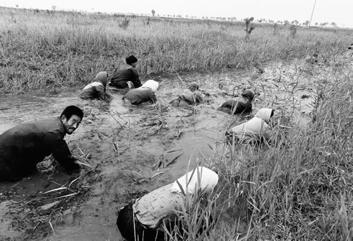 Люди ловят речных крабов на отмели реки Хуанхэ. Провинция Шаньдун. 1999 год. Фото: Huan Lipin