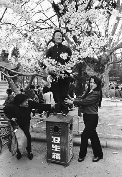 Пожилая женщина захотела сфотографироваться на фоне цветов вишни. Город Циндао провинции Шаньдун. 1990 год. Фото: Wu Zhengzhong