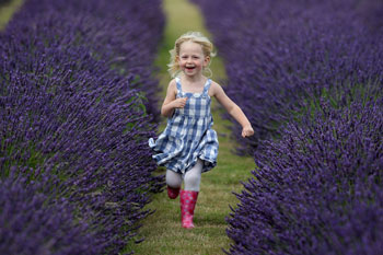 Девочка бежит по полю лаванды.Фото:Dan Kitwood/Getty Images 