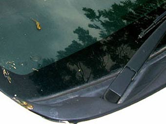 Головастики на лобовом стекле автомобиля в Японии. Фото с pinktentacle.com