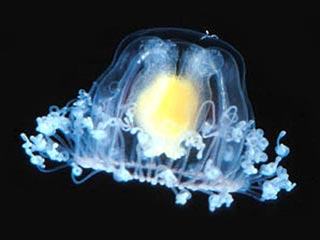 Единственным бессмертным существом на Земле, вероятно, является медуза. Гидроид Turritopsis nutricula, имеющий в диаметре всего 4-5 мм