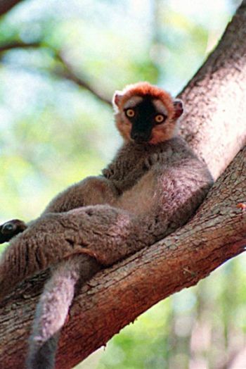 Нелегальная вырубка лесов ведет к вымиранию лемуров на Мадагаскаре