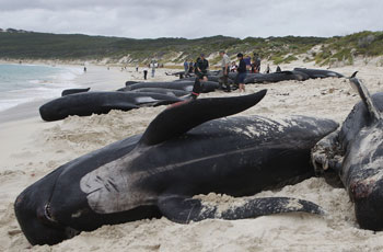 В ЮАР несколько десятков китов выбросились на берег