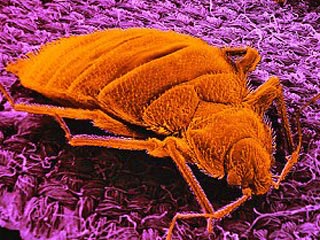 Из-за неконтролируемого наступления насекомых в США пройдет "клоповый саммит"