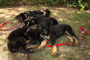 В США вывели клона пса-спасателя