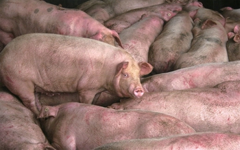 В Россию не будет поставок свинины из Великобритании. Фото: Getty Images