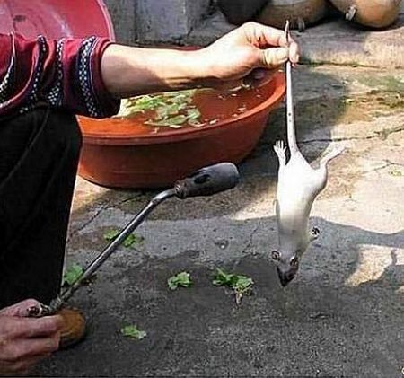 Из белых мышей в Китае делают «голубиные грудки». Фото с secretchina.com