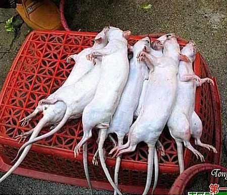 Из белых мышей в Китае делают «голубиные грудки». Фото с secretchina.com