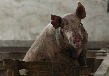 В 19 деревнях провинции Чжэцзян от чумы умерли все свиньи. Фото: China Photos/Getty Images В 19 деревнях провинции Чжэцзян от чумы умерли все свиньи. Фото: China Photos/Getty Images 