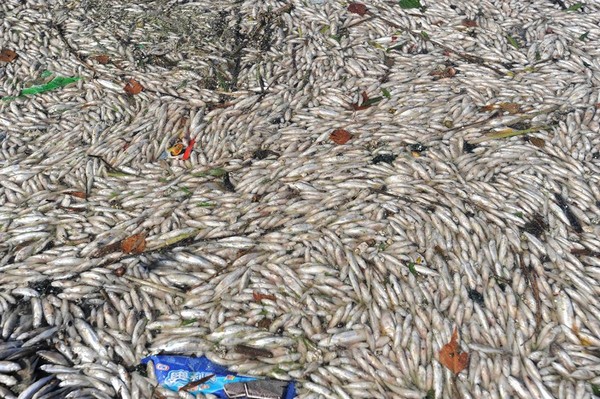 Погибшая рыба в реке города Шеньяна. Фото с epochtimes.com