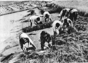 Хотя следов голодомора в Китае уже не осталось, но крестьяне всё ещё находят на полях человеческие кости. ФОТО