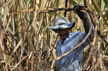 Колумбиец собирает сахарный тростник. Фото: LUIS ROBAYO/AFP/Getty Images