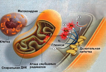 Свободные радикалы в теле человека представлены активными формами кислорода, которые являются побочными продуктами процессов, протекающих в митохондриях. Фото: lenta.ru