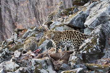 Самый редкий в мире леопард