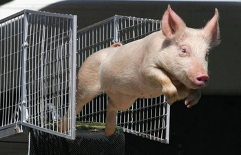 Свиным гриппом свиньи не болеют.  Фото:  Scott Barbour/Getty Images