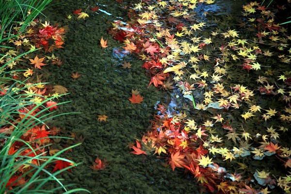 Осенняя пора в Японии. Фото: Getty Imgaes