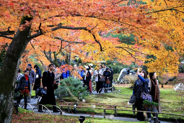 Осенняя пора в Японии. Фото: Getty Imgaes