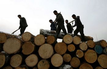 Амурской таможней выявлены факты контрабанды в Китай больших объемов леса. Фото: AFP
