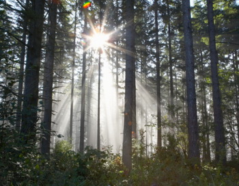 Сибирские леса нелегально вырубают и вывозят за рубеж. Фото: Ryan McVay / Getty Images