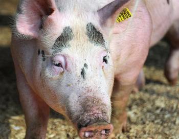 Россия отменила запрет на импорт свинины