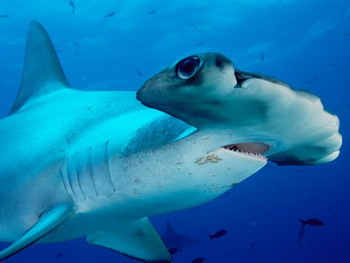 Акулы-молоты обладают стереоскопическим зрением