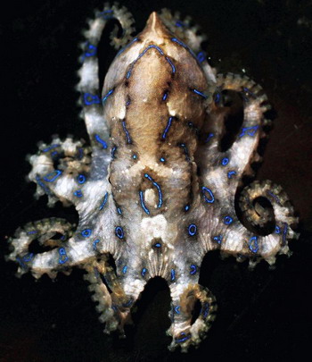 Сине-кольцевой осьминог имеет мощный яд, который парализует нервно-мышечную токсина. Фото: Ian Waldie/Getty Images