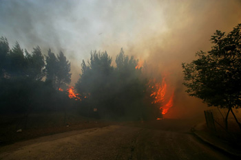 Кому выгодно выжигать леса в Греции