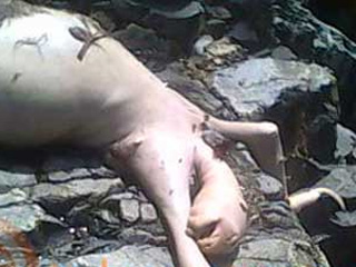 Неизвестное существо, похожее на ленивца, забили камнями дети в Панаме