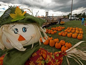 Традиционное празднование Хэллоуина оказалось в США под угрозой из-за недостатка тыкв. Фото: PAUL J. RICHARDS/AFP/Getty Images
